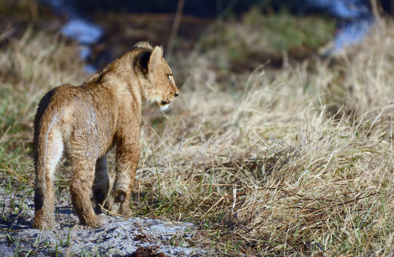 lions-campsavuti