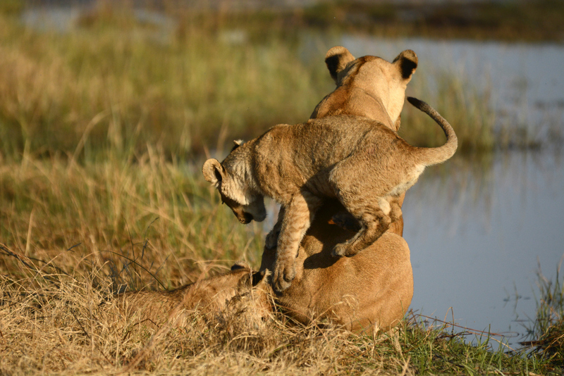 lions-campsavuti