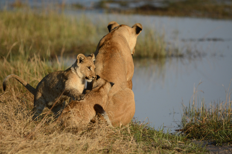 lions-campsavuti