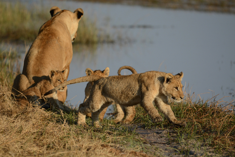 lions-campsavuti