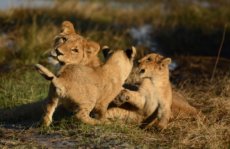 lions-campsavuti