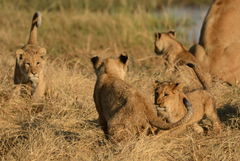 lions-campsavuti