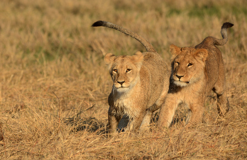 lions-campsavuti