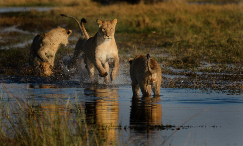 lions-campsavuti