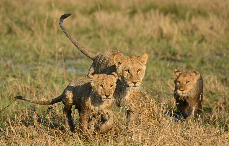 lions-campsavuti