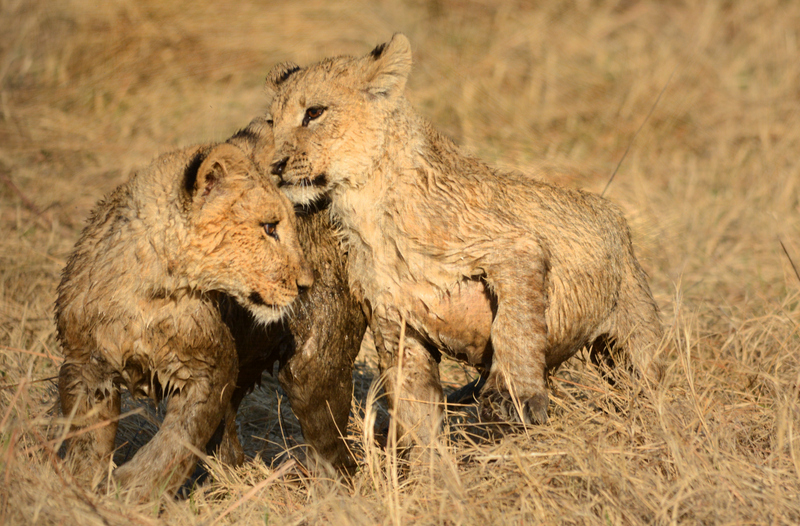 lions-campsavuti