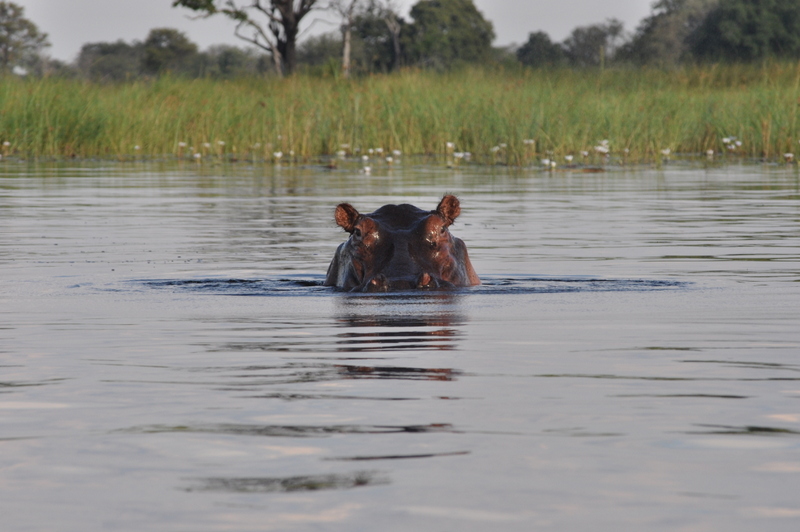 mapula-okavango-hippo