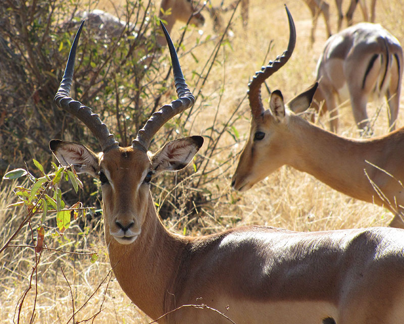 An alert male impala.