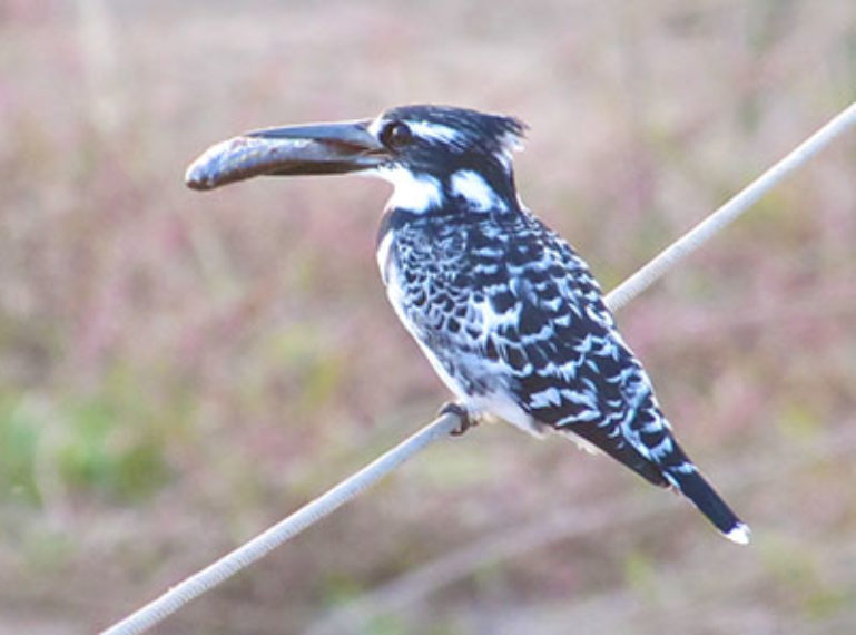 Small things build a great safari at nDzuti