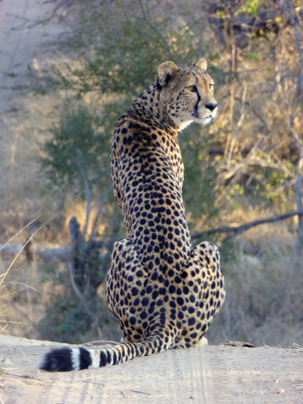 Tshukudu's female cheetah takes a high perch as she eyes around for potention prey.