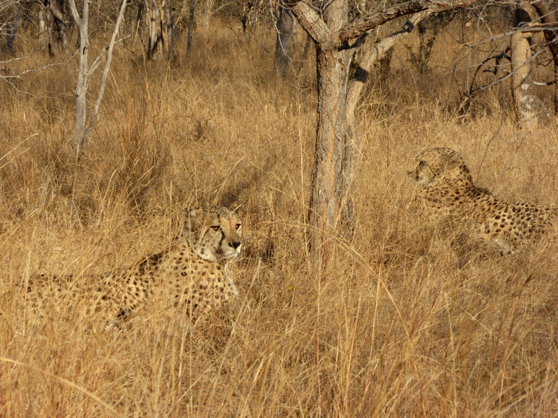2 Male cheetahs lay in the grass as we stood back and watched.