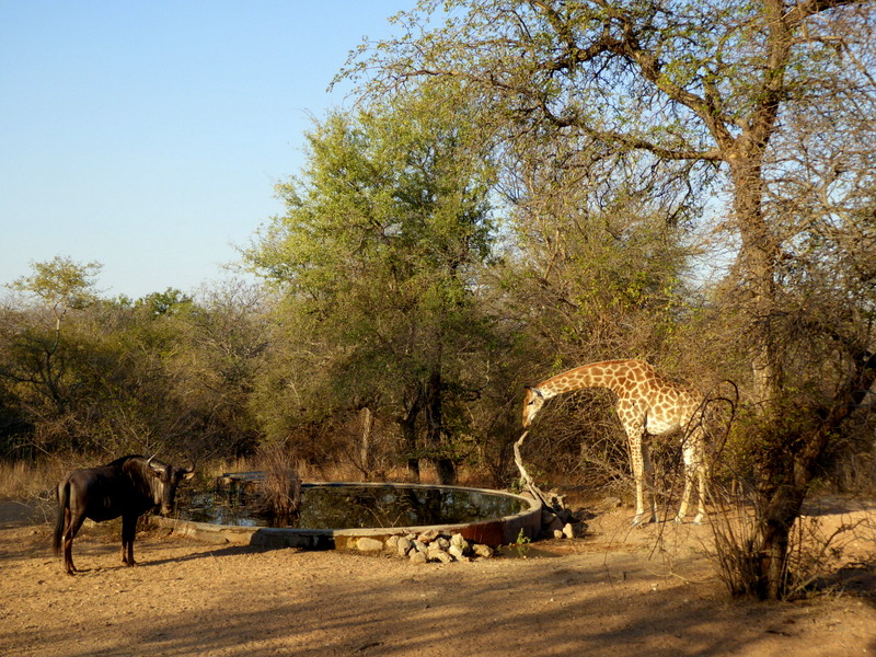 Wildebeest and giraffe stopping by the waterhole at Nokana Safari Camp.