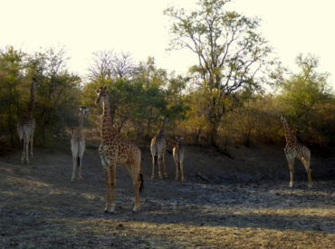 There’s no other way to describe Nokana Safari Camp other than as ‘an experience’. It is quite unique in the sense that guests go on game drives, bush walks and river cruises in a number of different areas; in 27 000 hectares of private game reserve, and in the endless extent of the Kruger National Park. […]