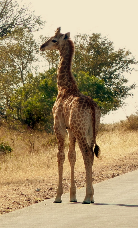 This baby giraffe was still very young. It crossed the road in front of our vehicle to join its mother. 