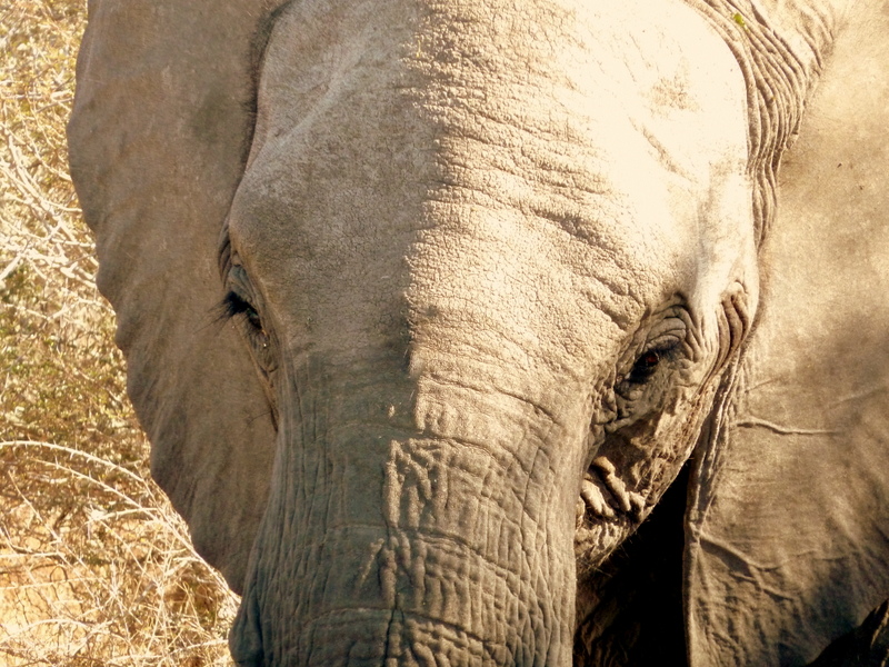 Getting up close with the elephants of the Kruger National Park.