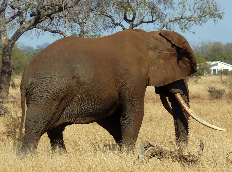 One large tusker seen near Satara. He was trying to keep cool by flapping his hears and throwing dust over his back.