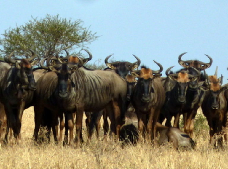 Exploring the Kruger National Park with Nokana Safari Camp