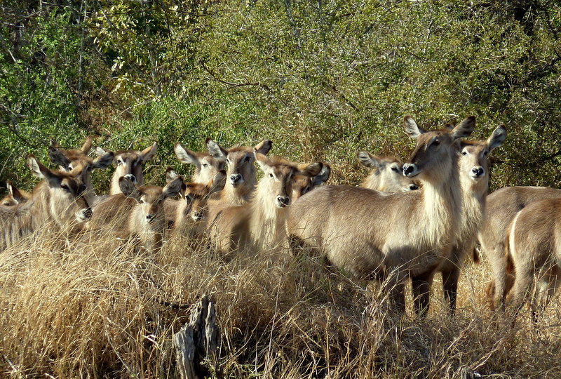 This big family of waterbuck all stood up to watch us drive passed.