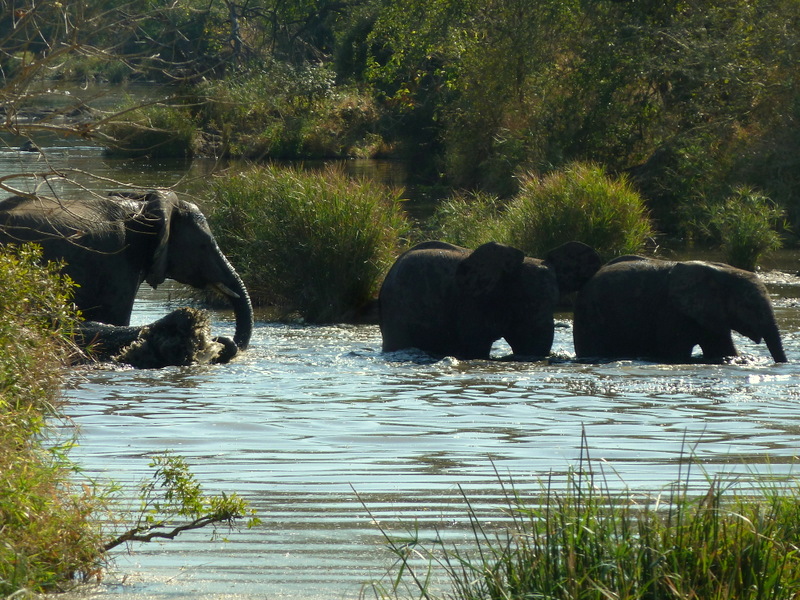 We watched these elephants crossing the river, frolicking and drinking before bathing themselves in dust and moving off.
