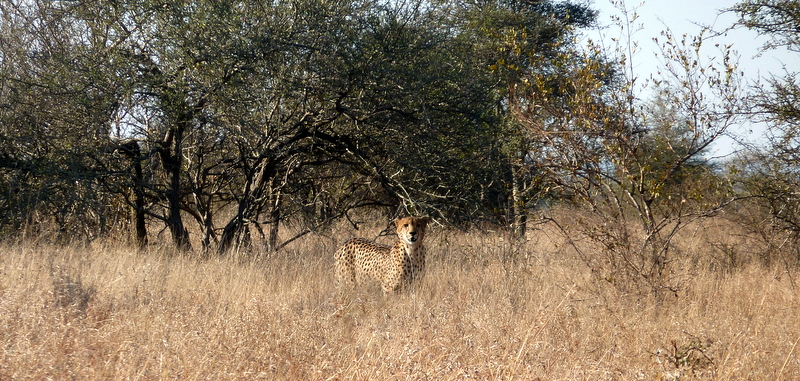 One of 2 brother cheetahs we saw prowling through the grass on our way to the Orpen Gate, Kruger.