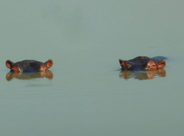   There is so much beneath the surface of what you see on safari, it is certainly impossible to leave after your holiday knowing everything there is to know. The dynamics between certain animals, the symbiotic relationships, the dominance and territorial behaviours, and even the act of parenting are different throughout the wildlife kingdom. To […]