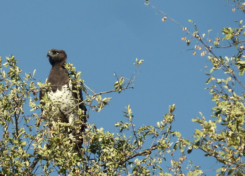 The biggest eagle in Africa - the martial, perched on a lookout spot.