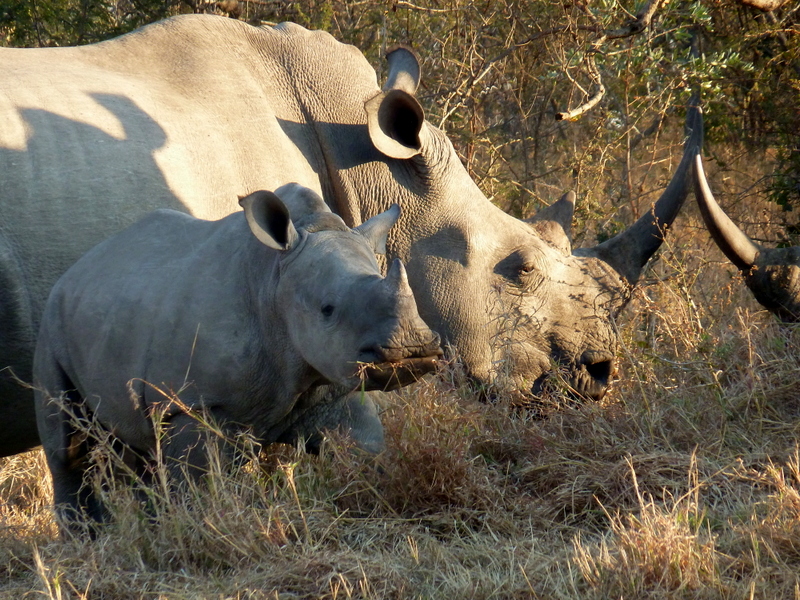 This little rhino calf was grazing away  next to its companions in the morning sun.