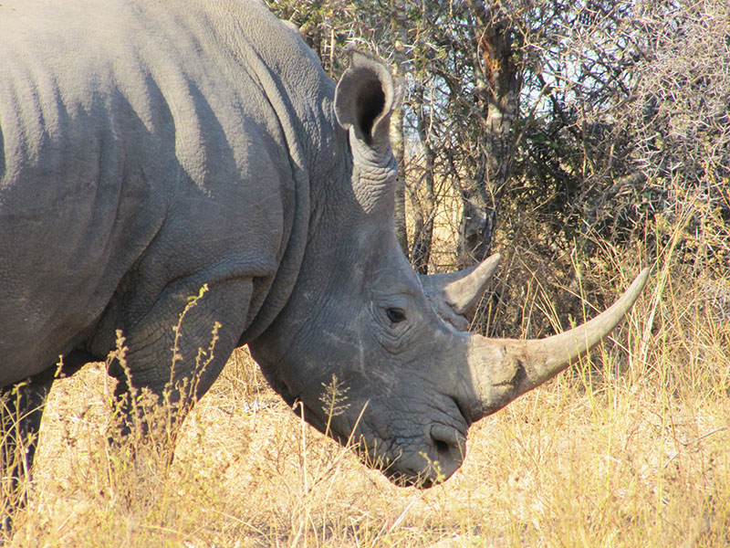 Rhino sighting in Klaserie