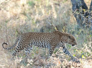 Leopards are some of the most sought after cats in the world. These spotted beauties are far more elusive than lions and are seen in much fewer habitats, but in fact, leopards are the most prolific of the cat species. Living and hunting alone, leopards stay well hidden, so when you see the swish of […]