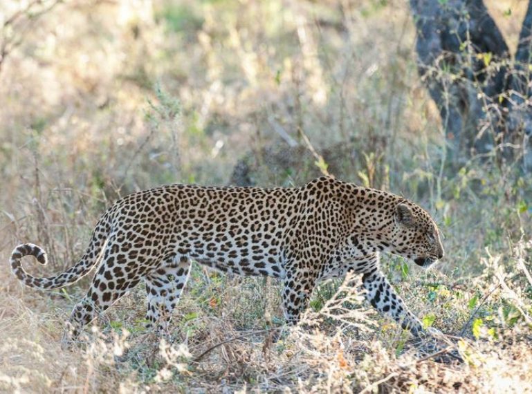 Leopard antics at Mapula Lodge