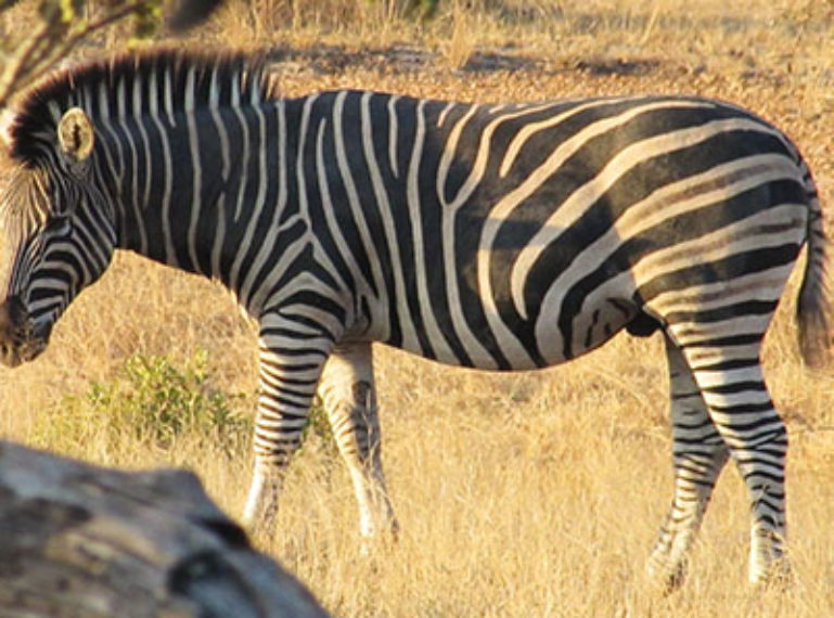 Feeling like King of the Jungle at nThambo Tree Camp