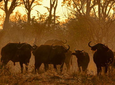 Chobe National Park’s Linyanti Marsh region is one of the country’s most phenomenal game viewing locations. It is an untamed wilderness adjacent to the Linyanti River where riverine woodlands and lagoons surround the saturated areas close to the water, creating characteristic marshland, where the likelihood of spotting rarities, such as the red lechwe and sitatunga […]