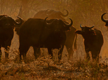 The African, or Cape, buffalo is a member of the Big 5 for a reason. Weighing in at 800kg, wielding a superior set of horns, and known to charge without warning, the buffalo is considered the most dangerous animal to encounter on foot. Historically, the Big 5 were known as the 5 most dangerous animals to hunt, and […]