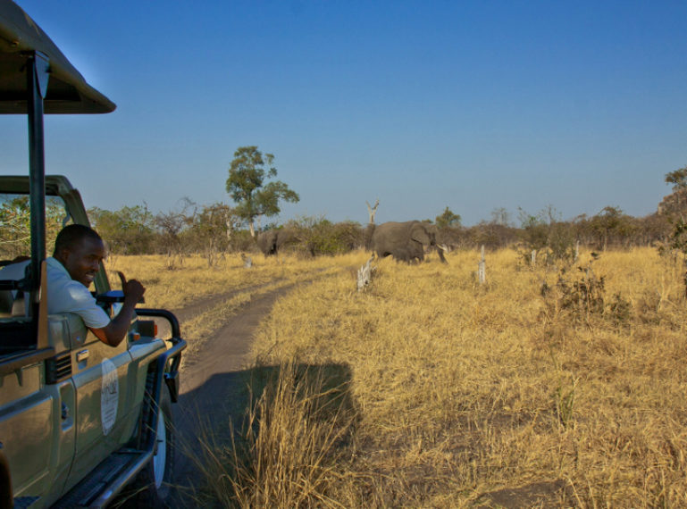 Elephants en masse in the Savuti