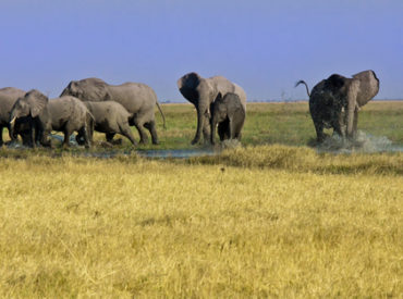 There’s a history to the Savuti that tells of the reawakened river channel, once dry and dormant for a spell of nearly three decades, and the specialised lions that gorged themselves on elephant kills. This ecosystem adapted to the dryness of the empty Savuti River bed until 2008 when, as if by magic, the water […]