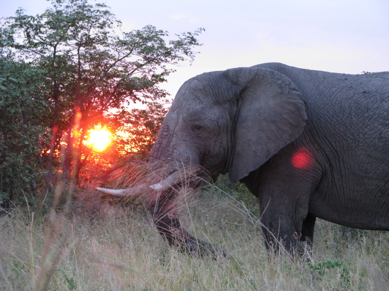 elephant-mapula-okavango