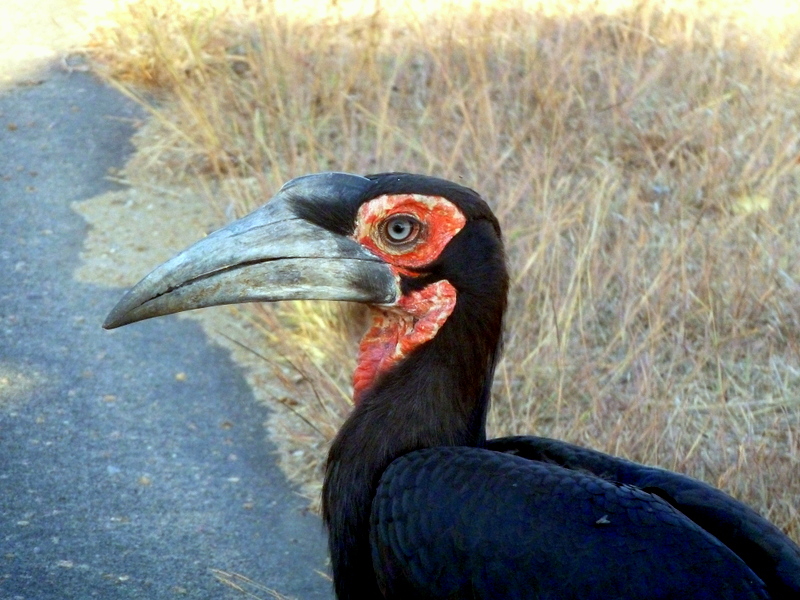 Southern ground-hornbill spotted near Orpen Gate in the Kruger National Park. 