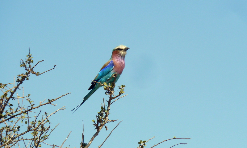 Lilac-breasted roller on the lookout for leaping grasshoppers and other grubs.