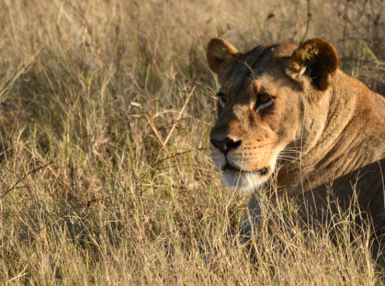 A Lioness Stalking Warthogs in the Okavango Panhandle