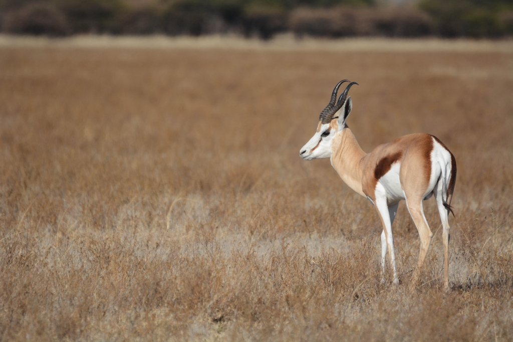 Central Kalahari Springbok