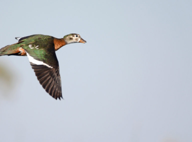 Revisiting the Okavango Panhandle