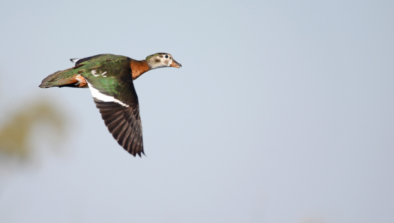 pygmygoose-delta-kevinmaclaughlin