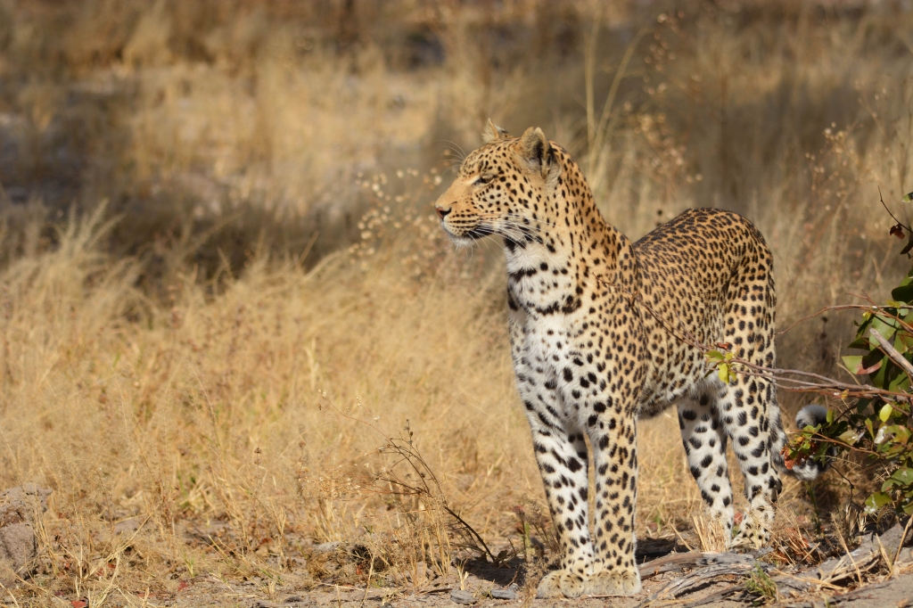 Female leopard at Camp Savuti