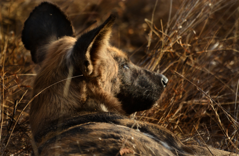 African wild dog seen around the Klaserie camps this week. Photo by Courteney Blunden.