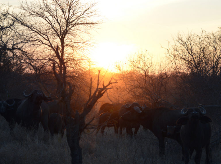 The Week in Pictures: baby elephants and herds of buffalo