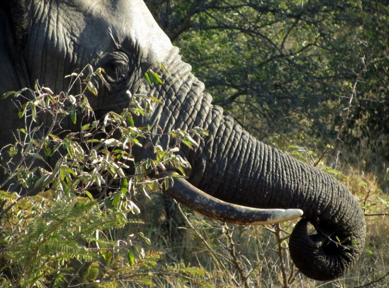 On Safari at nThambo Tree Camp