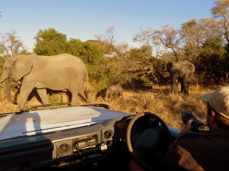 elephant-nthambotreecamp