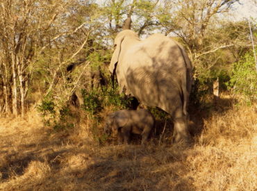 Guests at nThambo Tree Camp were lucky enough to watch a new-born elephant calf during its first hour of life recently; a sight one never expects to see – not even the rangers! Elephants are arguably the most fascinating creatures in Africa when it comes to family structure and herd dynamics. There is a purpose […]