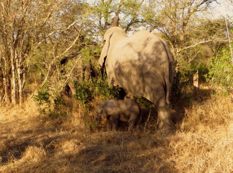 New-born elephant in the moments after birth