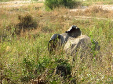 One of the most prominent wildlife sightings in the Okavango Panhandle is the elephants. Wading – sometimes fully submerged – through the waterways, drinking and playing in the wetland paradise. This region in the north-west of the Delta is historical, and forgotten by many except for the die-hard fisherman and travellers seeking the secluded and […]